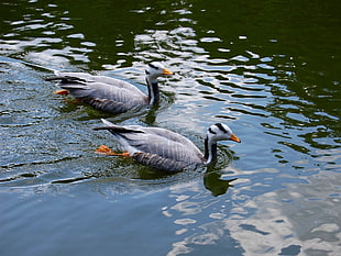 two gray and white ducks on body of water during daytime